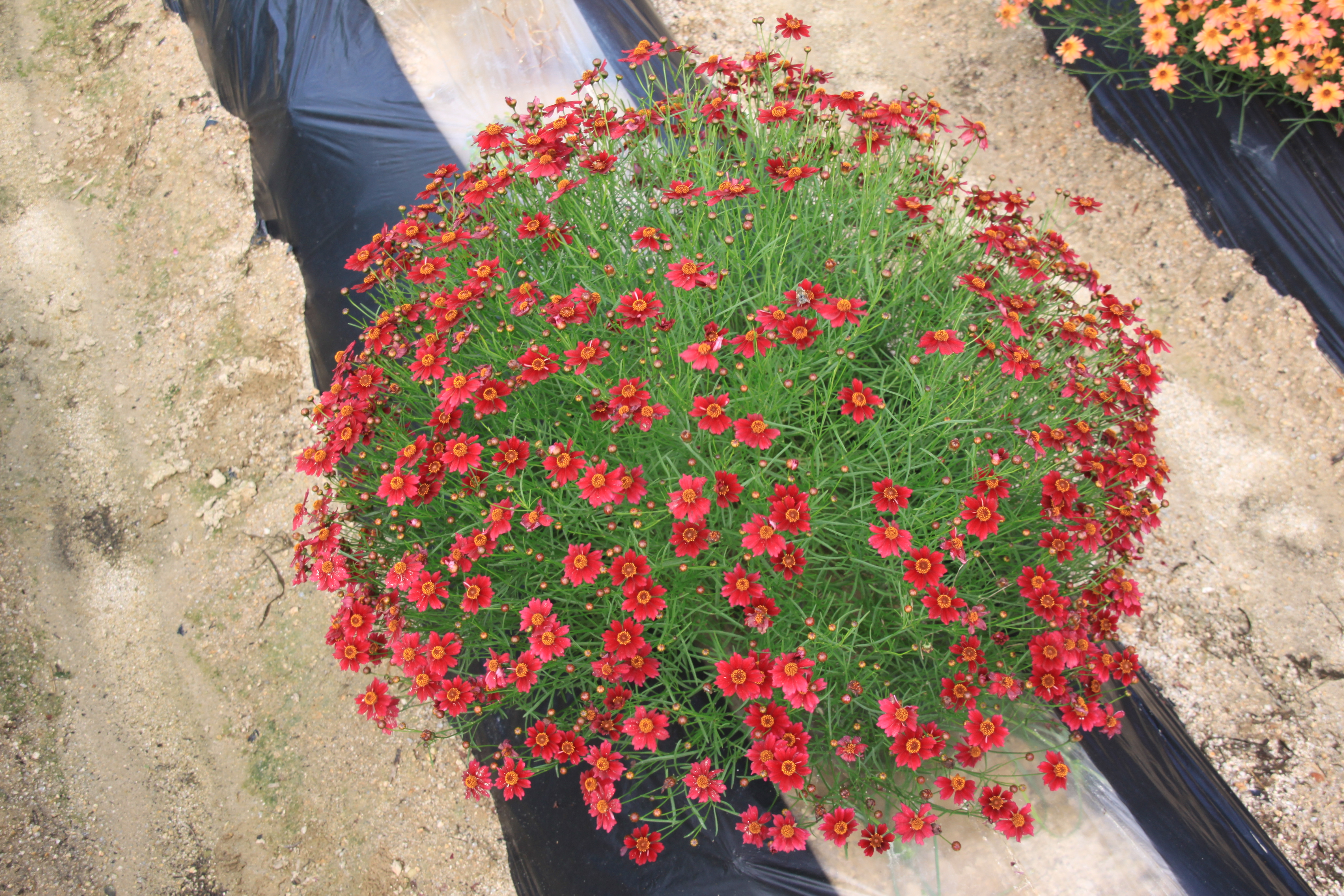 Coreopsis rosea 'URIdream Red’